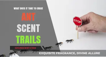 Erasing Ant Scent Trails: A Comprehensive Guide to Pest Control