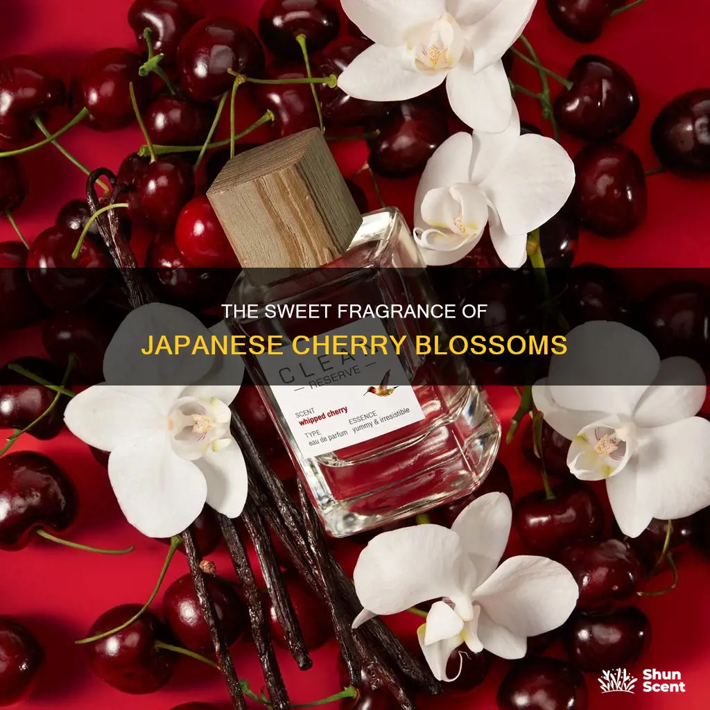 what does japanese cherry blossom perfume smell like