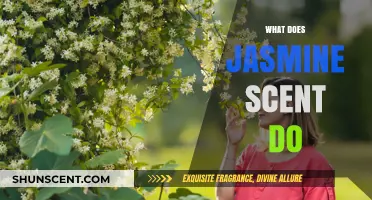 Exploring the Enchanting Effects of Jasmine's Alluring Aroma