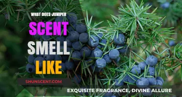 Exploring the Invigorating Essence of Juniper: A Fragrant Journey
