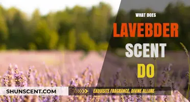 Unlocking the Secrets of Lavender: Nature's Miracle Scent