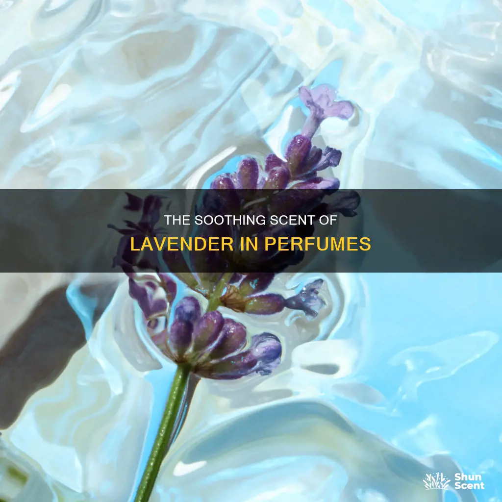what does lavender smell like in perfume