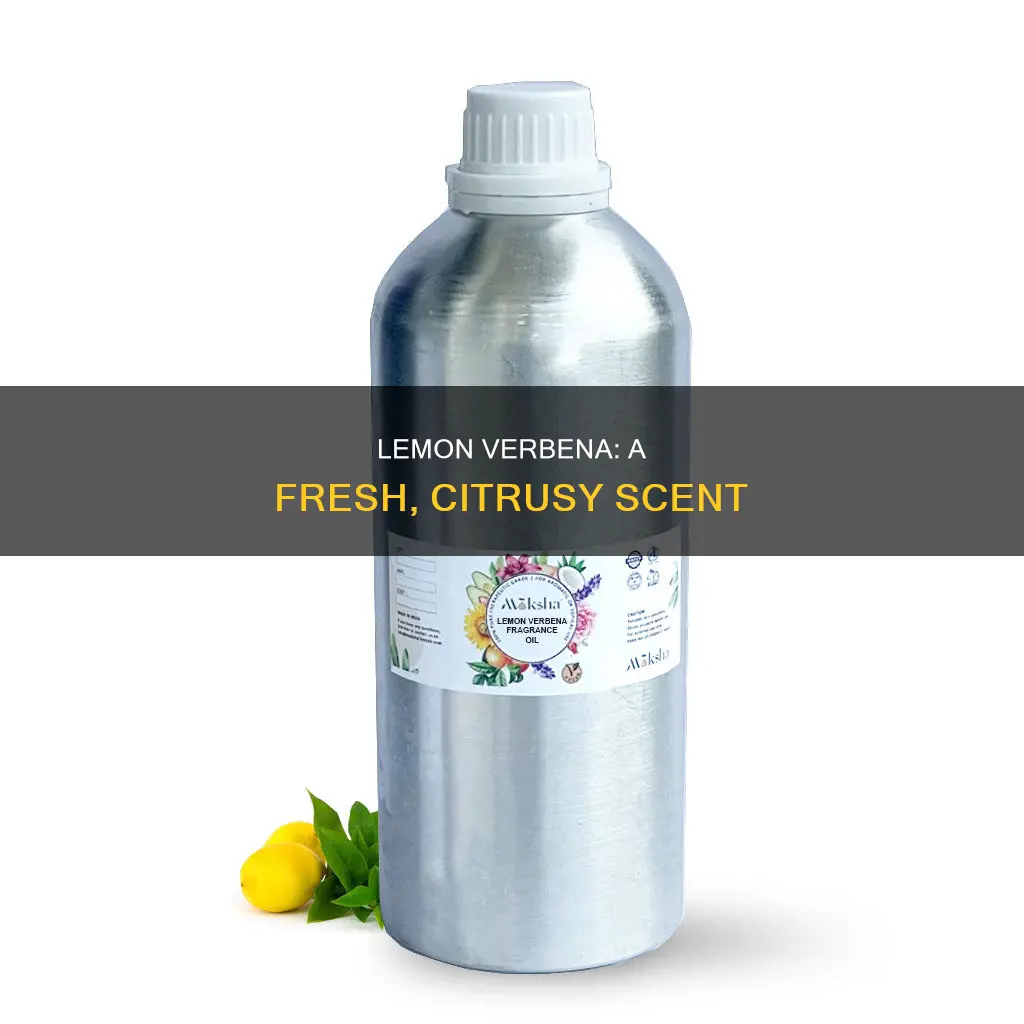 what does lemon verbena perfume smell like