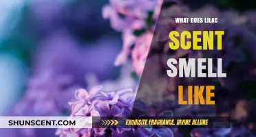 Exploring the Delicate Essence: What Does Lilac Scent Smell Like?