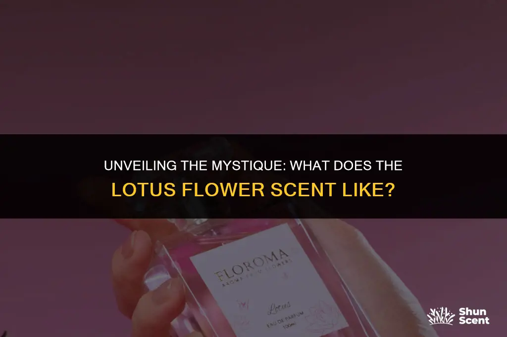 what does lotus flower scent like