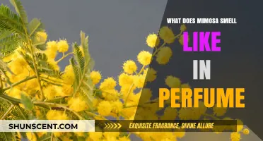 The Sweet Scent of Mimosa in Perfumes