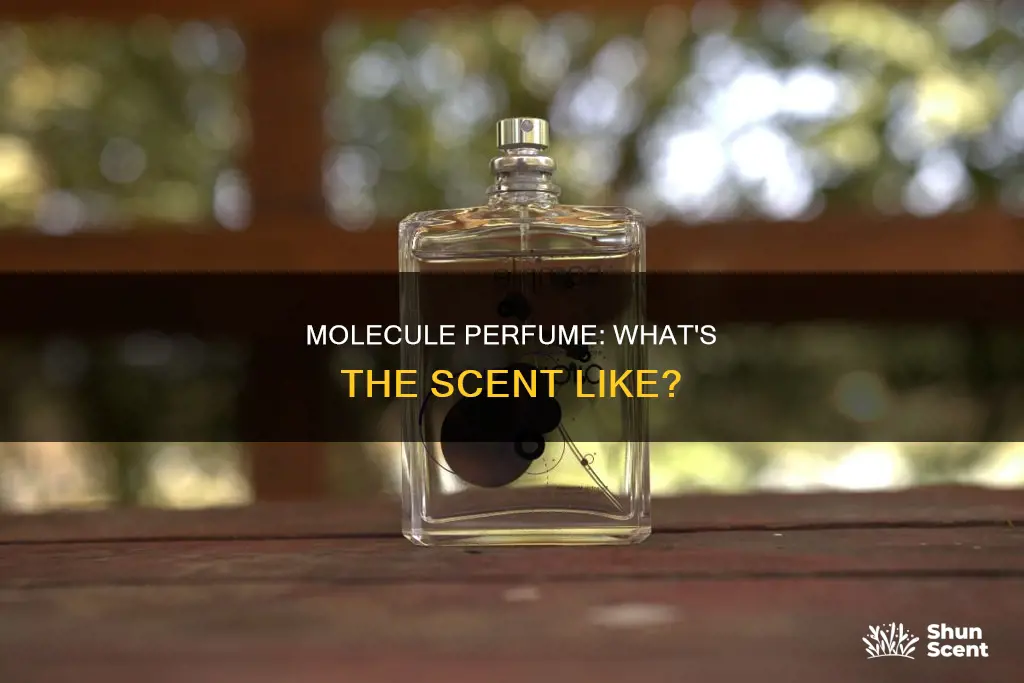 what does molecule perfume smell like