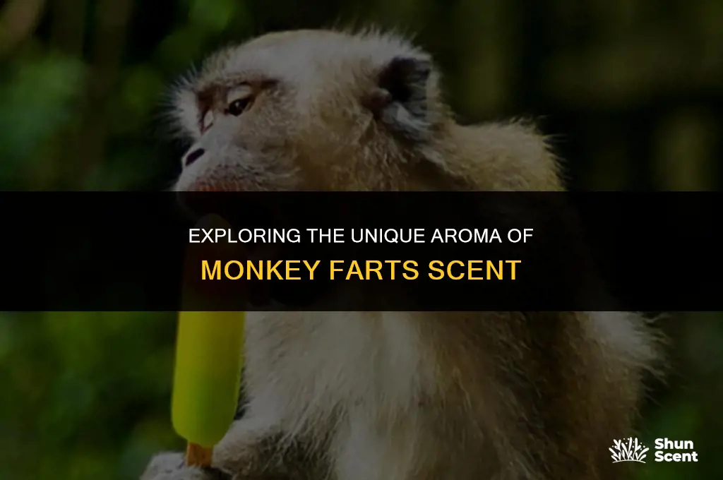what does monkey farts scent smell like