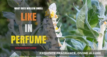 Mullein's Sweet Scent: A Perfume Ingredient