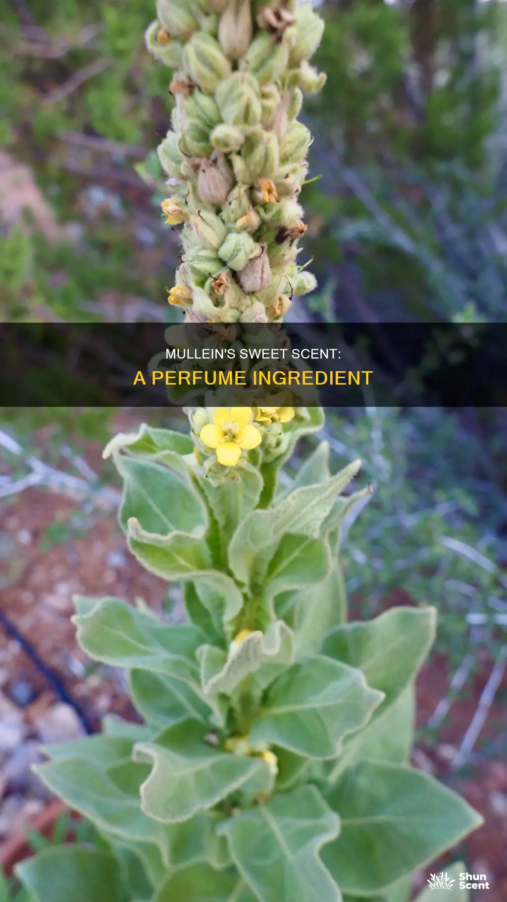 what does mullein smell like in perfume