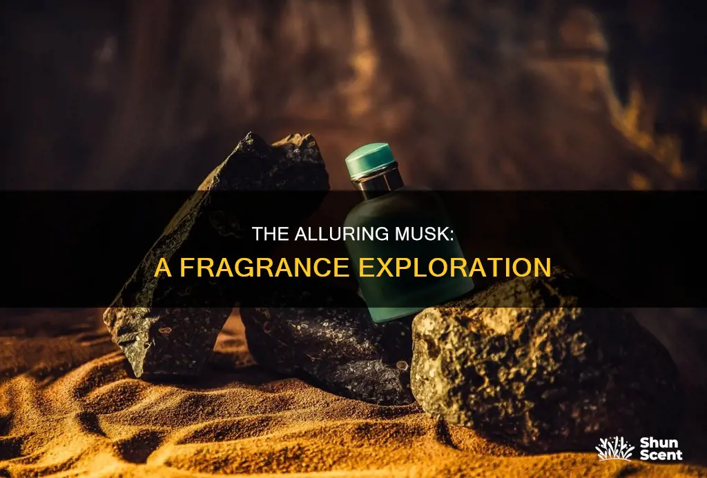 what does musk in perfume smell like