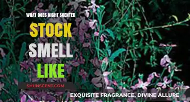 Unveiling the Enchanting Aroma of Night Scented Stock