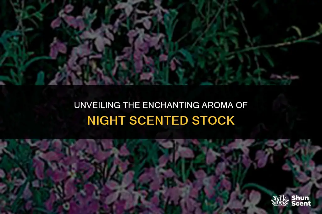 what does night scented stock smell like