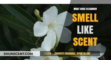 Exploring the Fragrant Allure of Oleander Blossoms