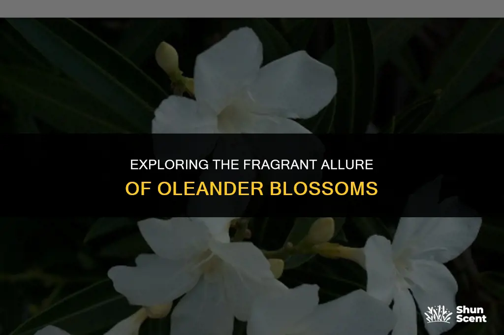 what does oleander smell like scent