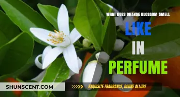 The Sweet Smell of Orange Blossom in Perfumes
