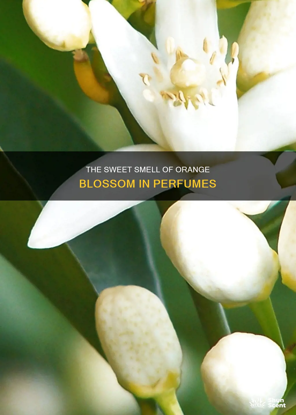 what does orange blossom smell like in perfume