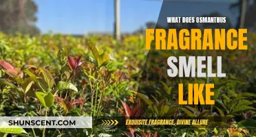 The Osmanthus Fragrance: A Sweet, Fruity, and Floral Scent