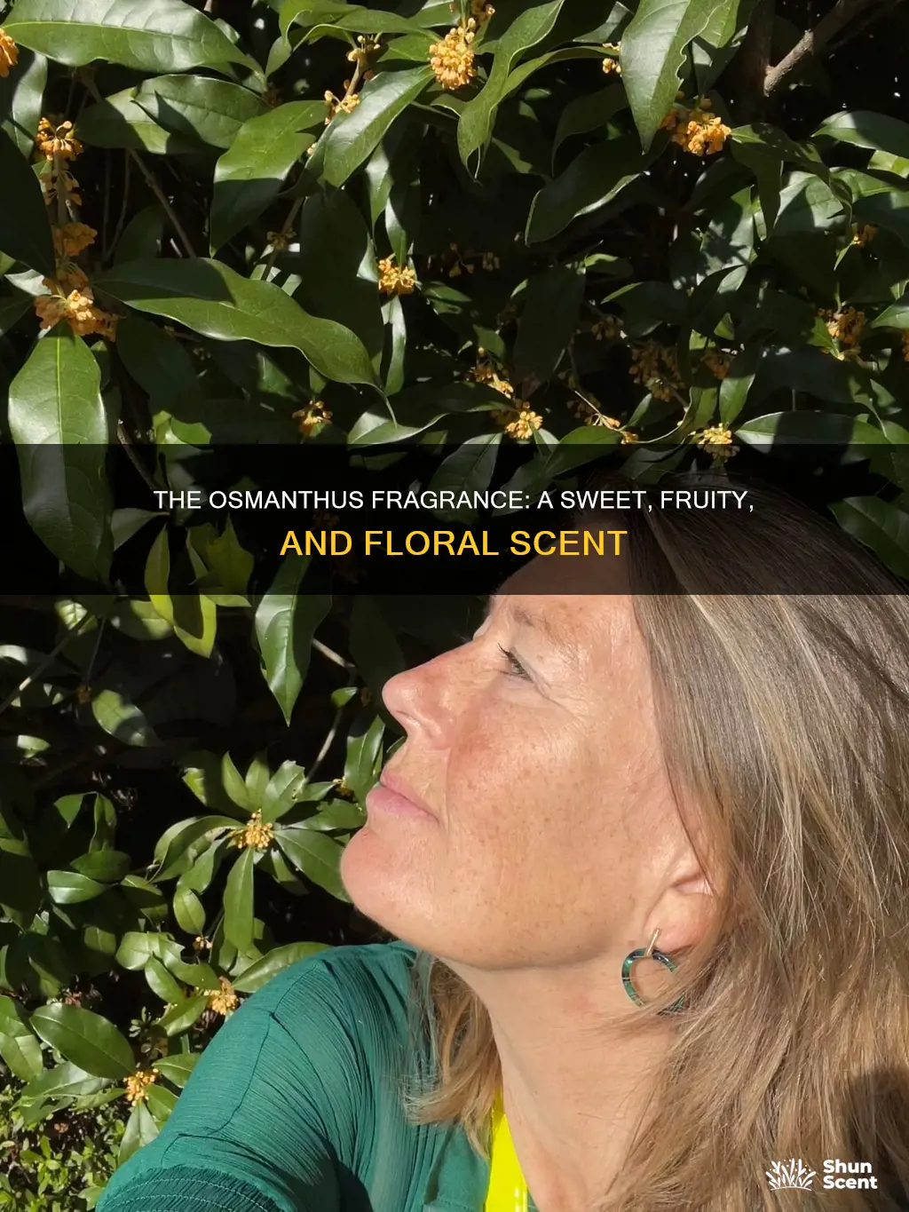 what does osmanthus fragrance smell like