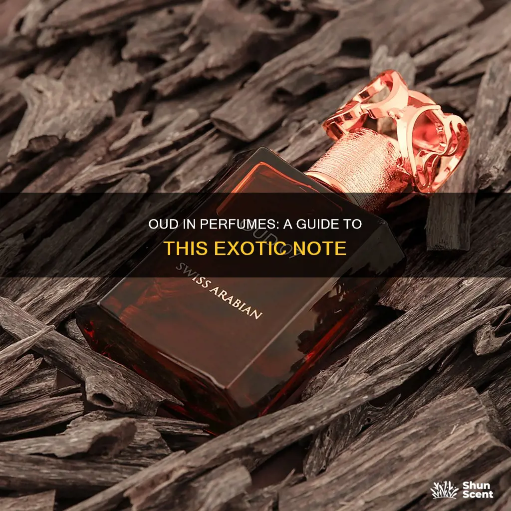 what does oud mean in perfume