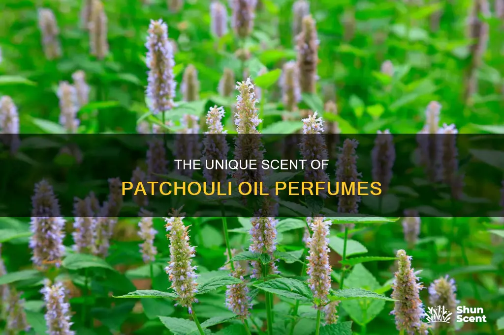 what does patchouli oil perfume smell like