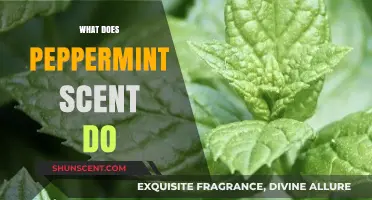 Unlocking the Power of Peppermint: A Guide to Its Surprising Benefits