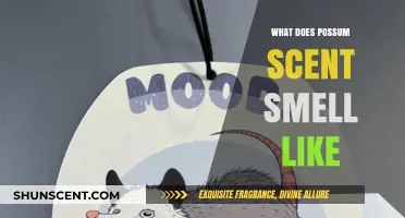 Exploring the Unique Aroma: What Does Possum Scent Smell Like?