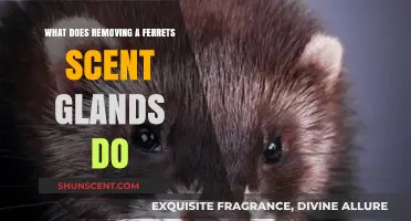 Understanding the Impact of Ferret Scent Gland Removal