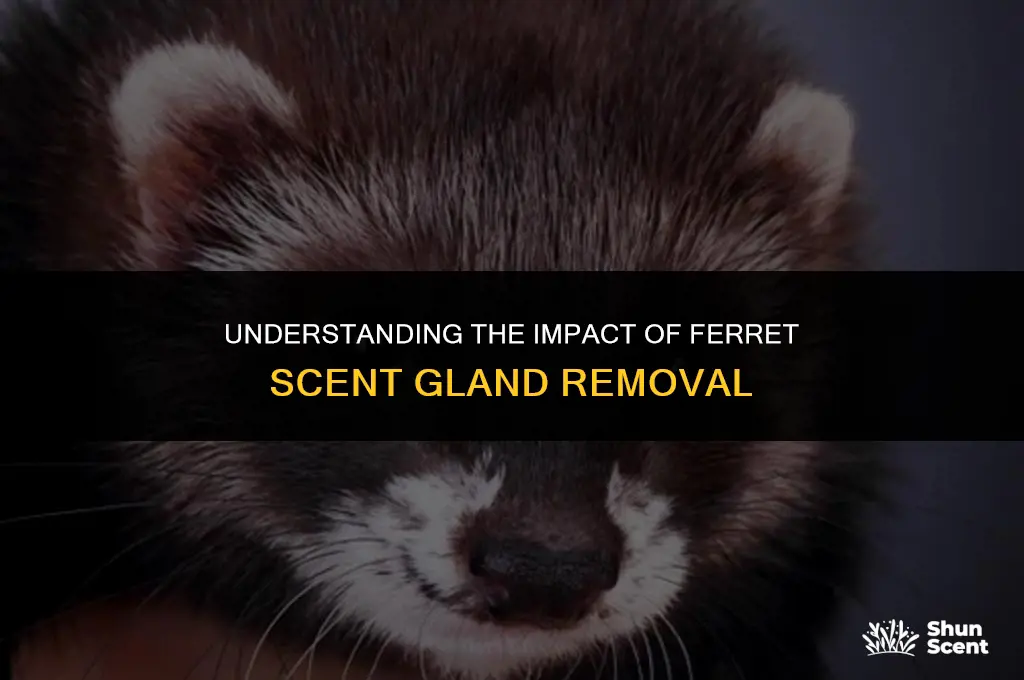 what does removing a ferrets scent glands do