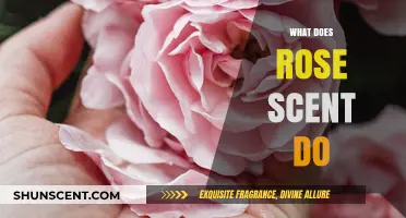 Unveiling the Secrets: How Rose Scent Influences Mood and Memory