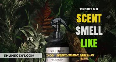 Unveiling the Mystique: What Does Sage Scent Smell Like?