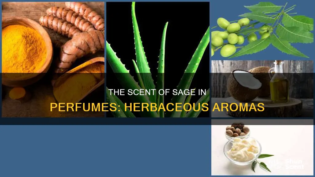 what does sage smell like in perfume