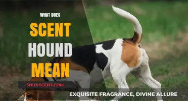 Unraveling the Mysteries of Scent Hounds: A Comprehensive Guide