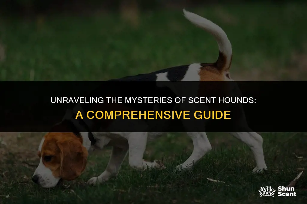 what does scent hound mean