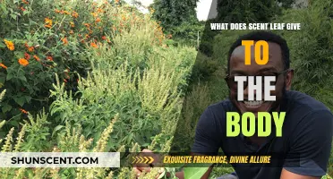 Unlocking the Healing Powers of Scent Leaf for Optimal Health