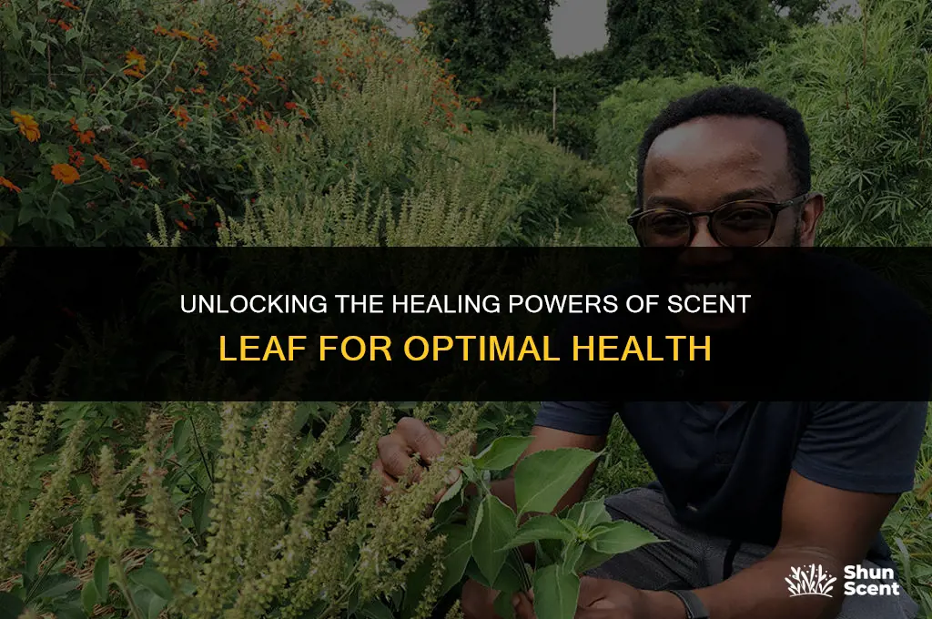 what does scent leaf give to the body