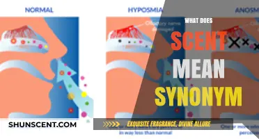 Exploring the Nuances: Synonyms and Meanings of Scent