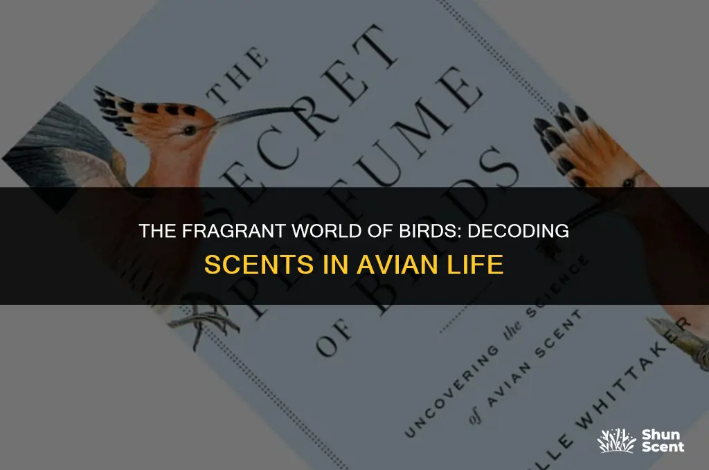 what does scent meant to a bird