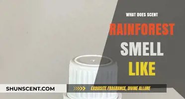 Exploring the Aromatic Wonders: What Does a Rainforest Smell Like?