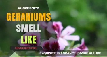 Exploring the Fragrant World of Scented Geraniums: A Sensory Delight