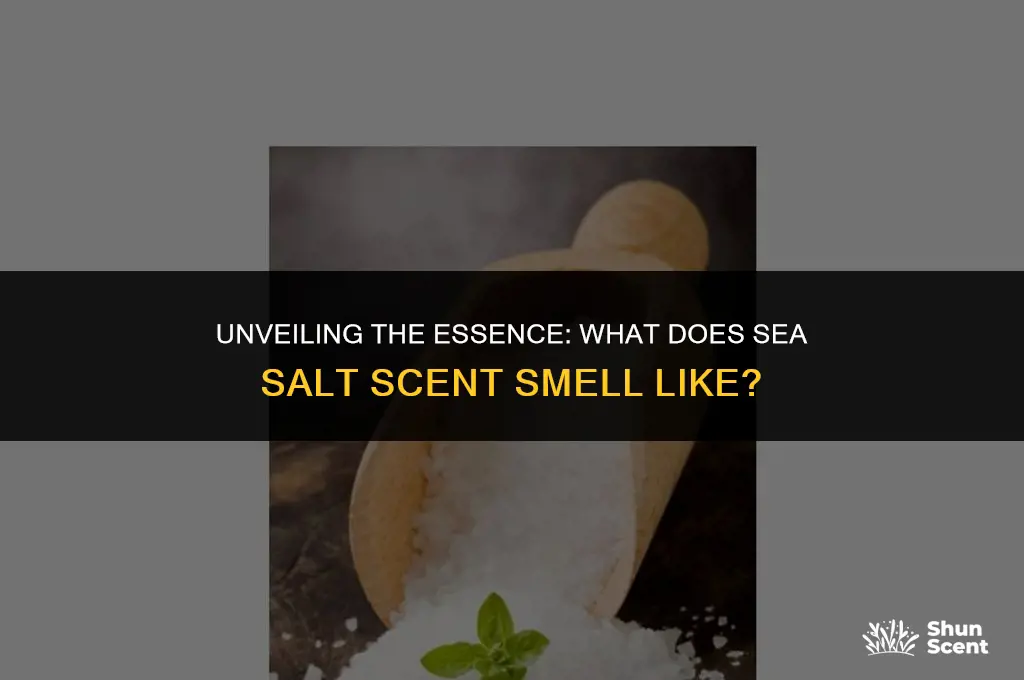 what does sea salt scent smell like