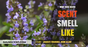 Unveiling the Mystique: What Does Silver Scent Smell Like?