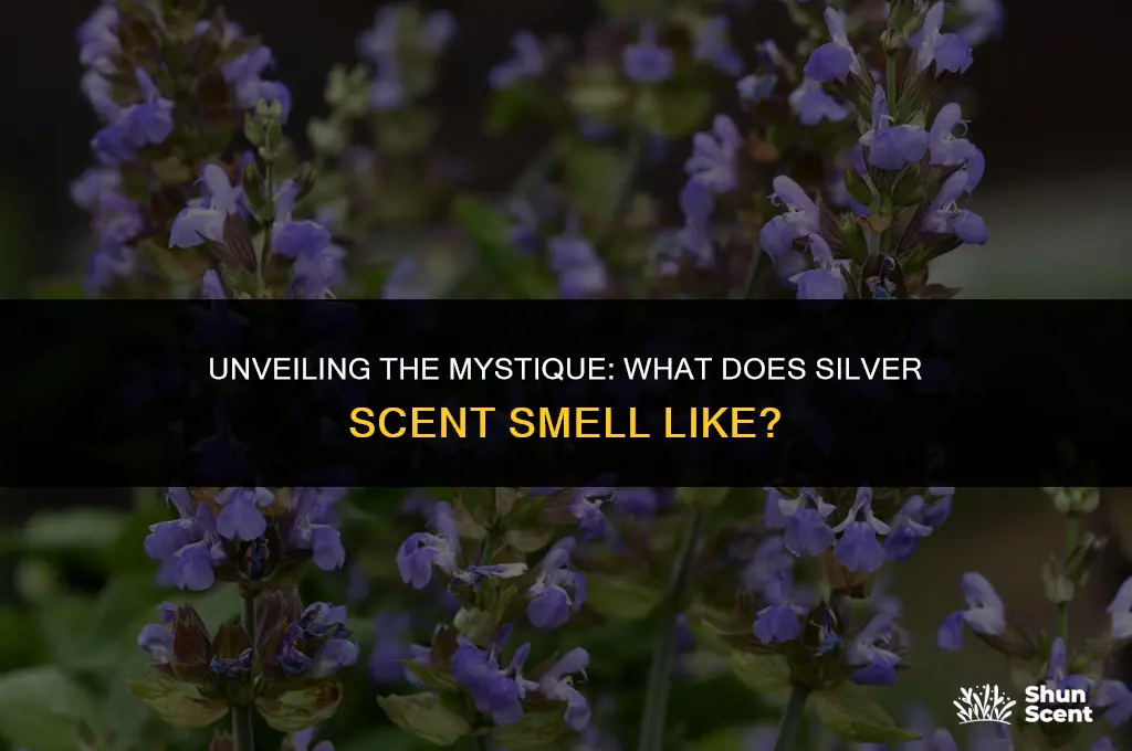 what does silver scent smell like