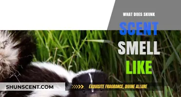 Unveiling the Unique Aroma: What Does Skunk Scent Really Smell Like?