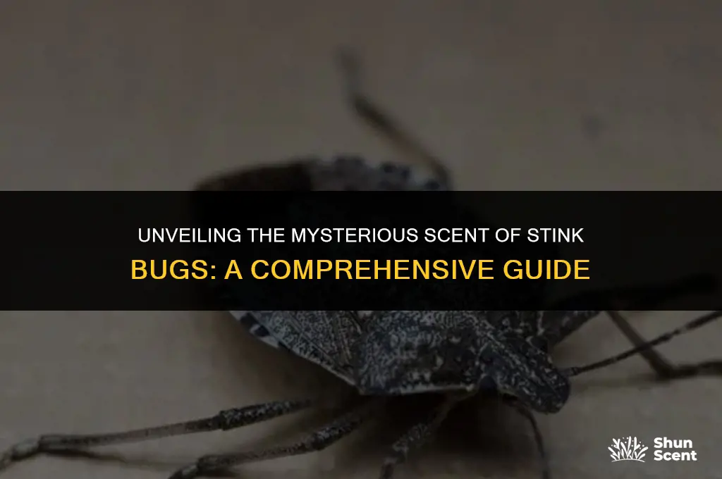 what does stink bugs scent smell like