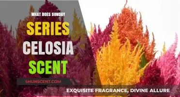 Exploring the Fragrant World of Sunday Series Celosia