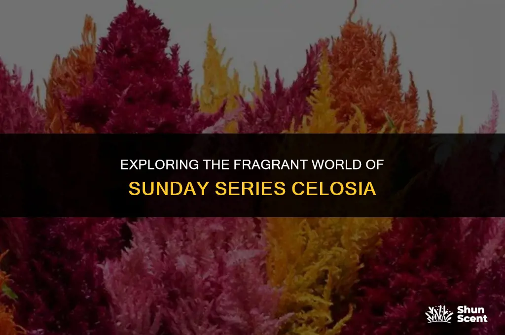 what does sunday series celosia scent