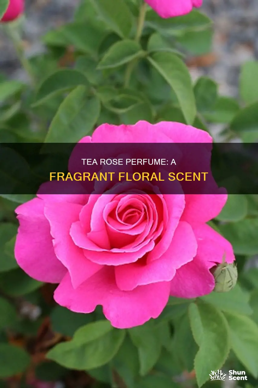 what does tea rose perfume smell like
