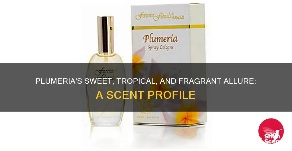 what does the plumeria fragrance smell like