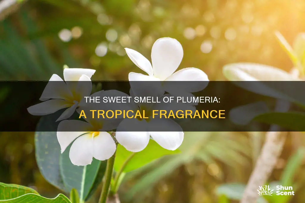 what does the plumeria fragrance smell like